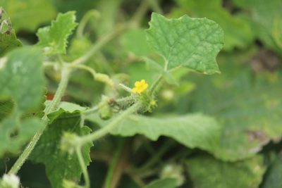 Cucumis maderaspatanus, photographed by Haneesh K M