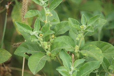 Withania somnifera, photographed by Haneesh K M