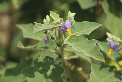 Solanum violaceum, photographed by Haneesh K M