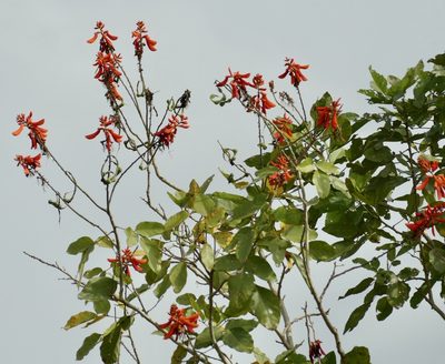 Erythrina senegalensis, photographed by Jean-Paul Boerekamps