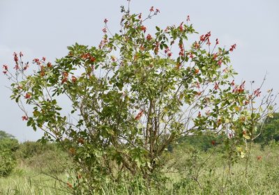 Erythrina senegalensis, photographed by Jean-Paul Boerekamps