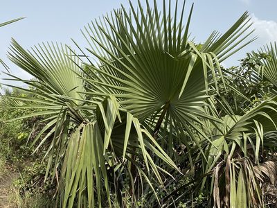 Borassus aethiopum, photographed by Jean-Paul Boerekamps
