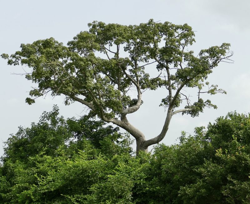 Myrianthus arboreus, photographed by Jean-Paul Boerekamps