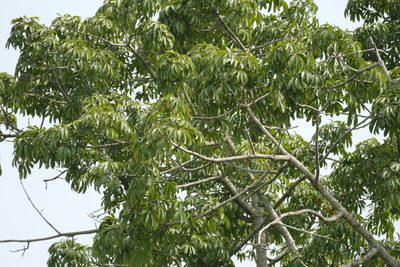 Myrianthus arboreus, photographed by Jean-Paul Boerekamps
