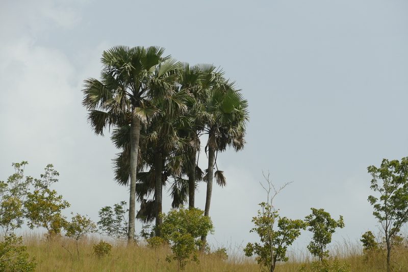 Borassus aethiopum, photographed by Jean-Paul Boerekamps