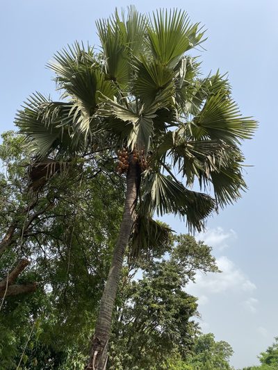 Borassus aethiopum, photographed by Jean-Paul Boerekamps