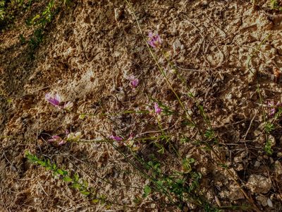 Polygala major, photographed by Виктория Билоус