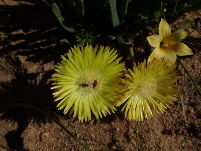 Cheiridopsis pearsonii, photographed by Peter Warren