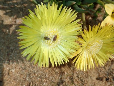 Cheiridopsis pearsonii, photographed by Peter Warren