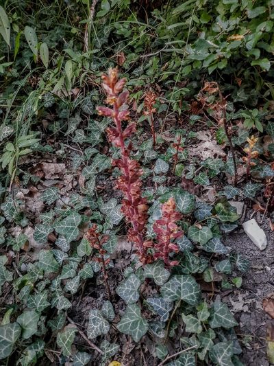 Orobanche laxissima, photographed by Виктория Билоус