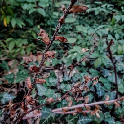 Orobanche laxissima, photographed by Виктория Билоус