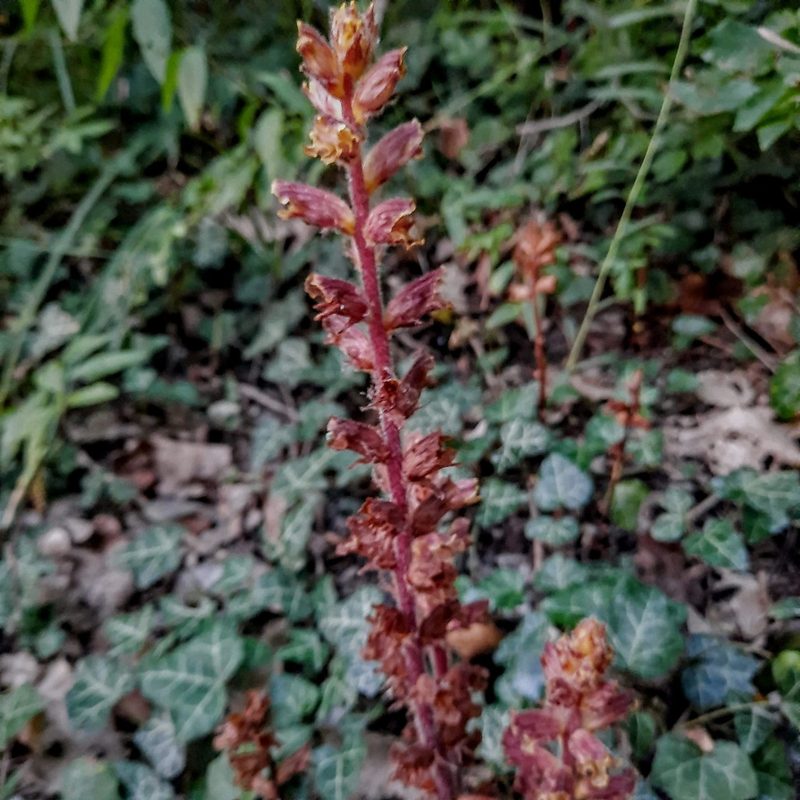 Orobanche laxissima, photographed by Виктория Билоус