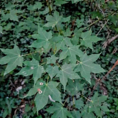 Acer cappadocicum, photographed by Виктория Билоус
