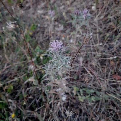 Carthamus glaucus, photographed by Виктория Билоус