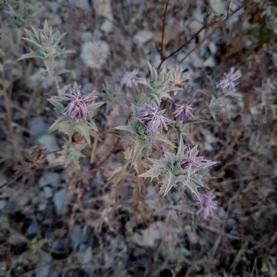 Carthamus glaucus, photographed by Виктория Билоус