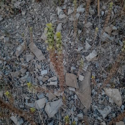 Sideritis montana, photographed by Виктория Билоус