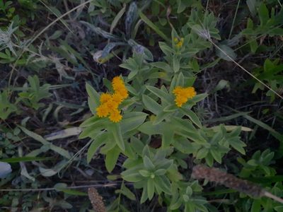 Pentanema germanicum, photographed by Виктория Билоус