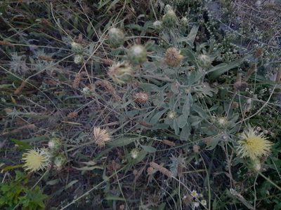 Centaurea salonitana, photographed by Виктория Билоус