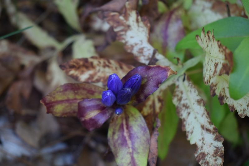 Gentiana clausa, photographed by Bernie Paquette