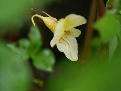Impatiens tricornis, photographed by Dinesh Valke