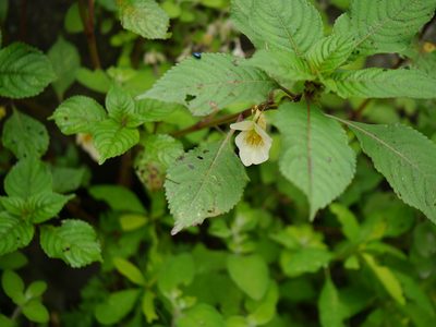 Impatiens tricornis, photographed by Dinesh Valke