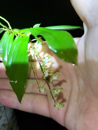Plectorrhiza brevilabris, photographed by Matthew Borella