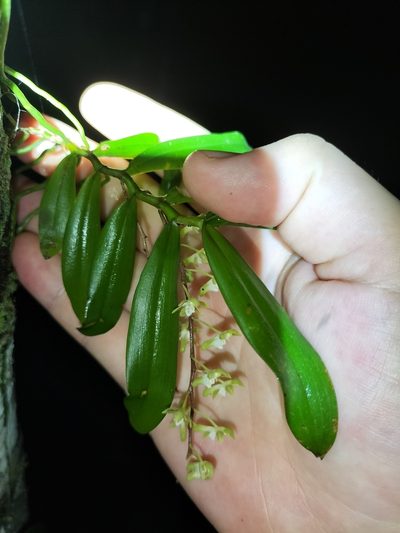 Plectorrhiza brevilabris, photographed by Matthew Borella