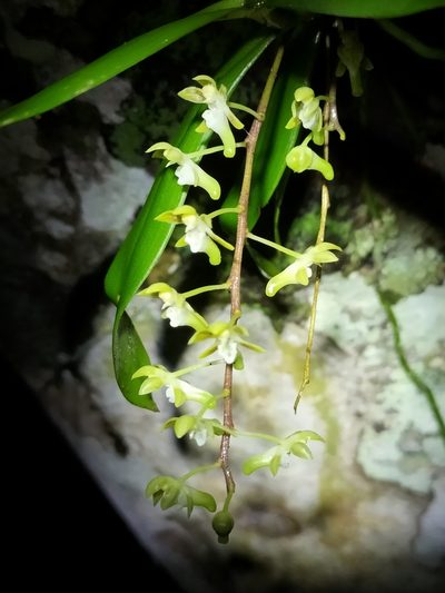 Plectorrhiza brevilabris, photographed by Matthew Borella