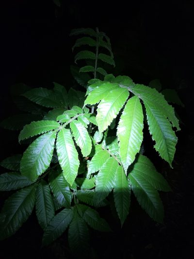 Davidsonia pruriens, photographed by Matthew Borella