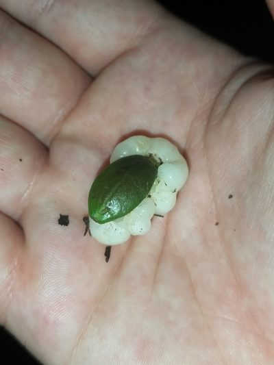 Irvingbaileya australis, photographed by Matthew Borella