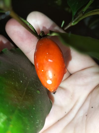 Ochrosia poweri, photographed by Matthew Borella