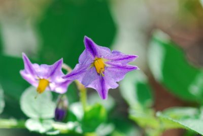 Solanum stoloniferum, photographed by Tom Kennedy