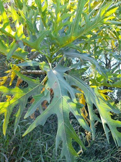 Vasconcellea quercifolia, photographed by Pablo H Capovilla
