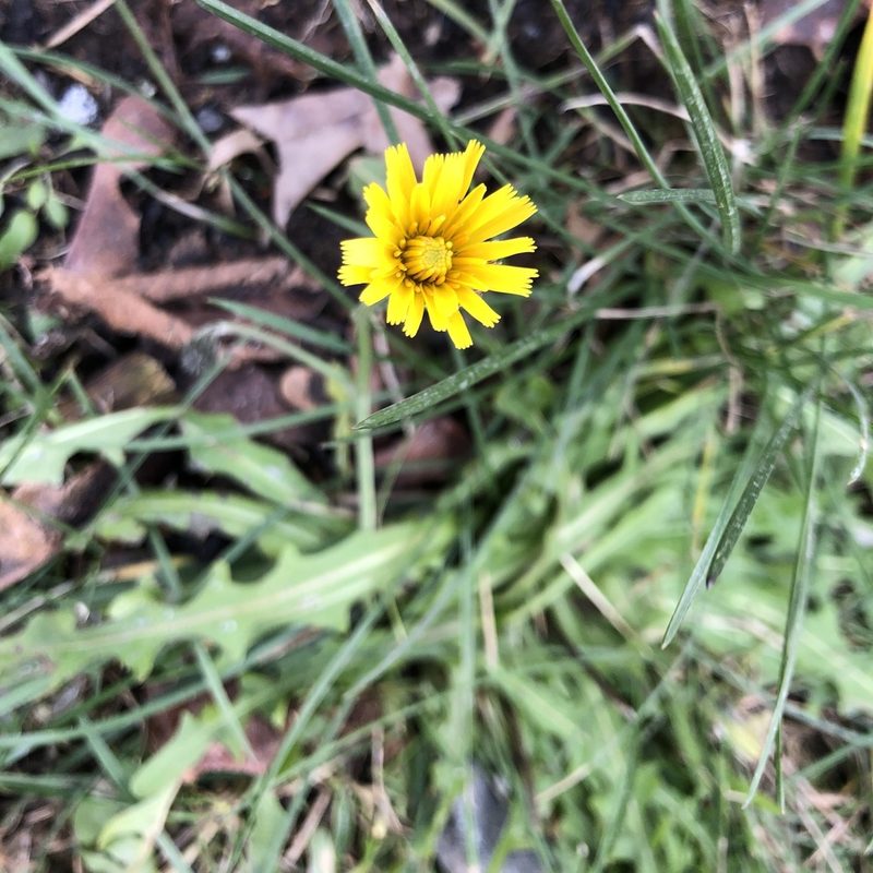 Scorzoneroides autumnalis, photographed by Jamie VanBuskirk