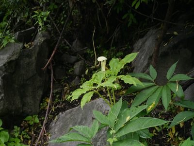 Arisaema tortuosum, photographed by Dinesh Valke