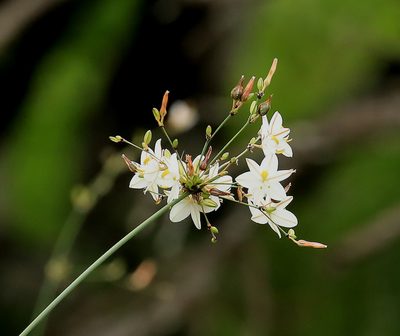 Chlorophytum galpinii, photographed by Wynand Uys
