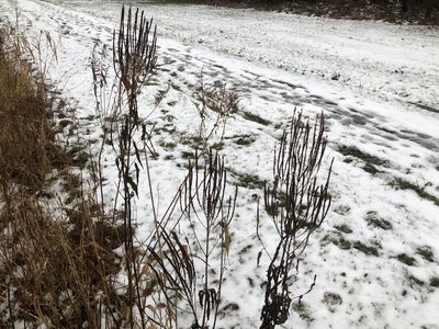 Verbena hastata, photographed by Ian Manning