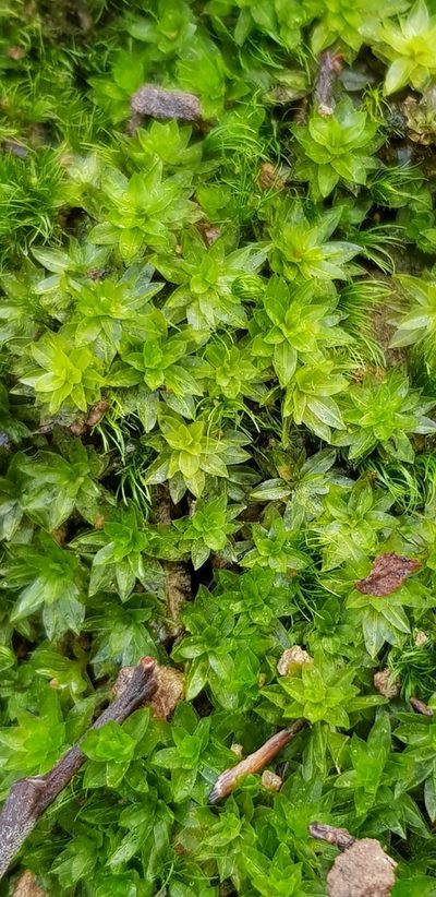 Atrichum crispum, photographed by Helen Waterman