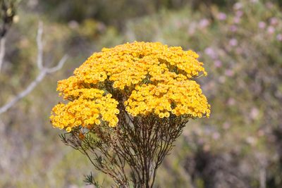 Verticordia nitens, photographed by Hugo Innes