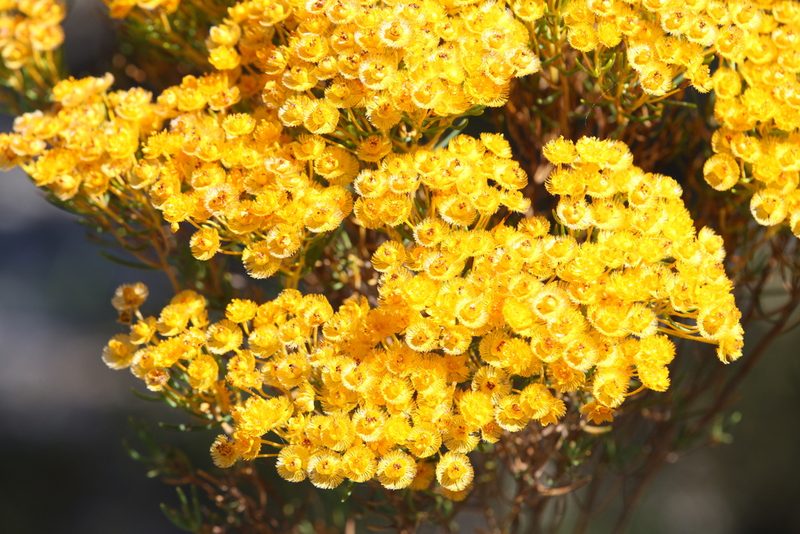 Verticordia nitens, photographed by Hugo Innes