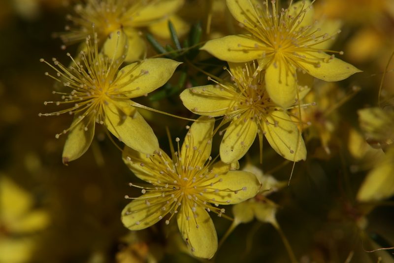 Calytrix flavescens, photographed by Hugo Innes
