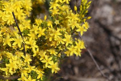 Calytrix flavescens, photographed by Hugo Innes