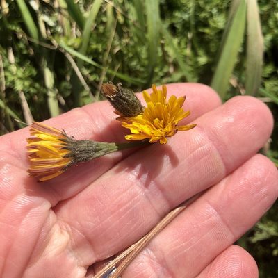 Scorzoneroides autumnalis, photographed by Jamie VanBuskirk
