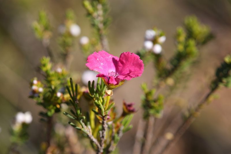 Pileanthus filifolius, photographed by Hugo Innes