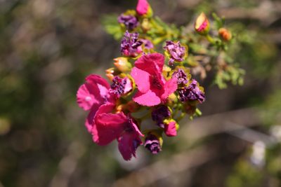 Pileanthus filifolius, photographed by Hugo Innes