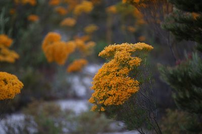 Verticordia nitens, photographed by Hugo Innes