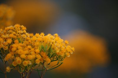 Verticordia nitens, photographed by Hugo Innes