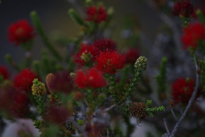 Melaleuca scitula, photographed by Hugo Innes