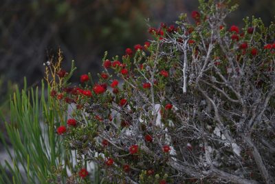 Melaleuca scitula, photographed by Hugo Innes