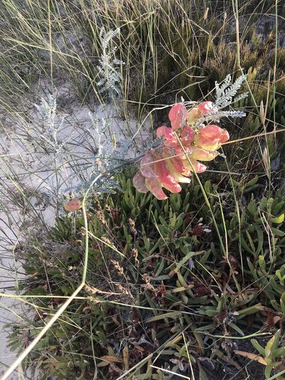 Lessertia canescens, photographed by Charleen Brunke